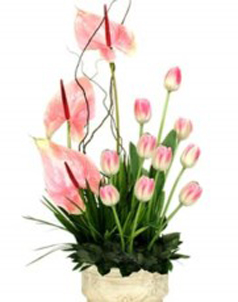 VENTA DE TULIPANES venta de tulipanes: